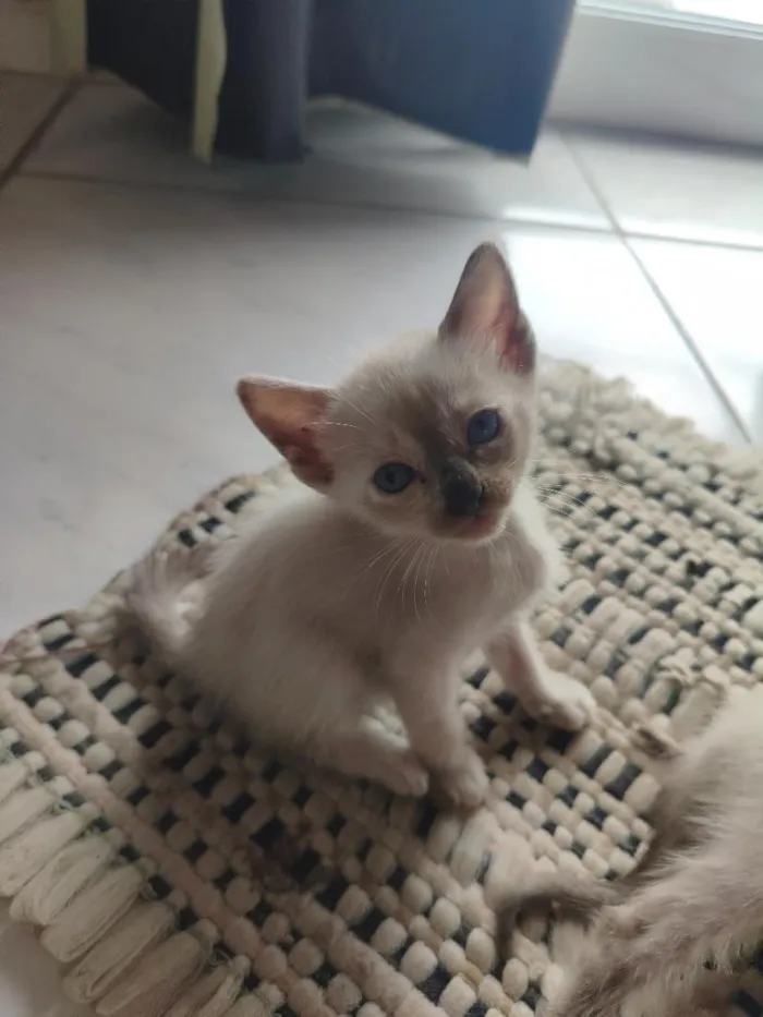 Gato raça Siamês idade 2 a 6 meses nome filhote 