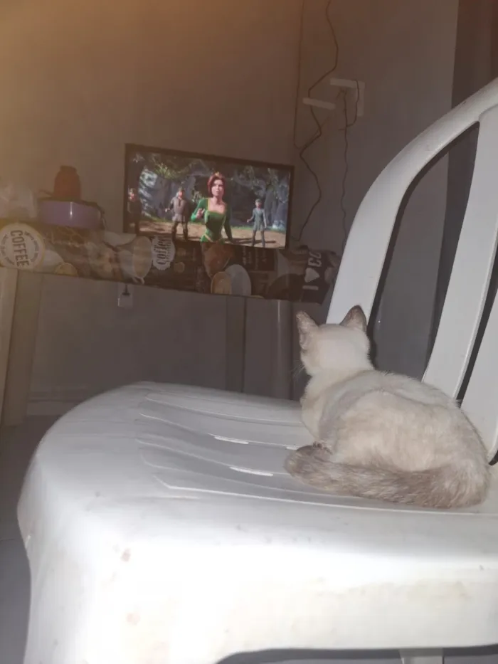 Gato raça Siamês idade 2 a 6 meses nome filhote 