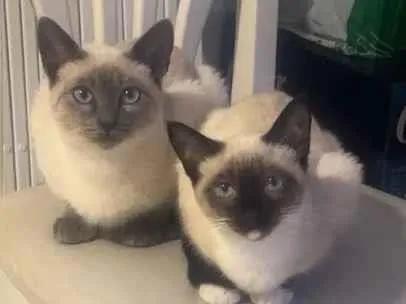 Gato raça SRD-ViraLata idade 2 a 6 meses nome Zuzuki é pandora