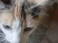 Lilica e seus filhotinhos