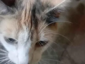 Gato raça SRD-ViraLata idade 1 ano nome Lilica e seus filhotinhos