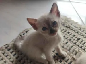 Gato raça Siamês idade 2 a 6 meses nome filhote 