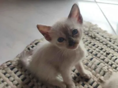Gato raça Siamês idade 2 a 6 meses nome filhote 