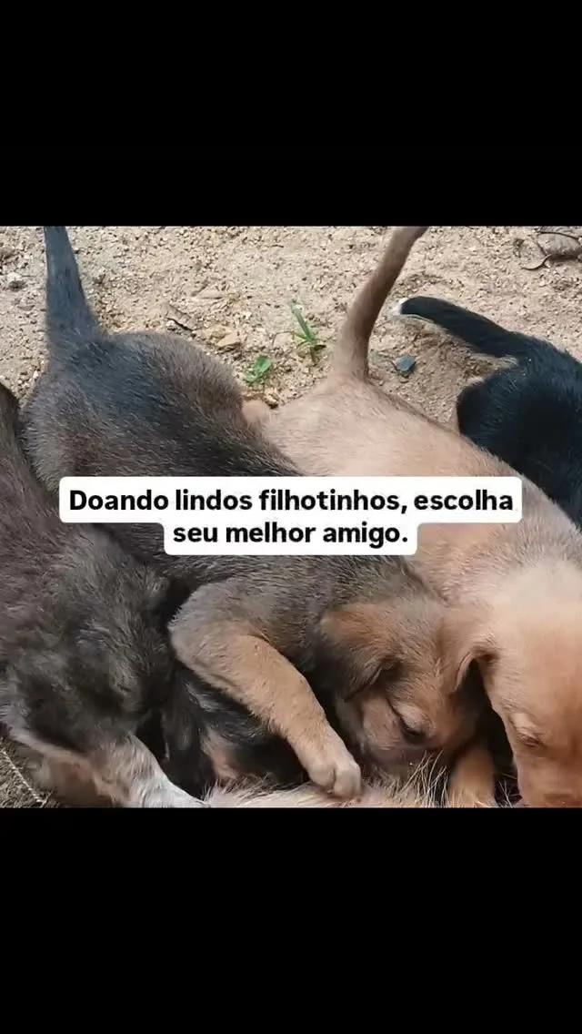 Cachorro raça SRD-ViraLata idade 2 a 6 meses nome sem nome