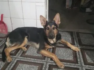 Cachorro raça Pastor Alemão idade 7 a 11 meses nome Nick 