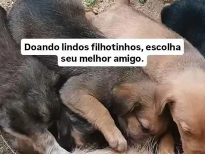 Cachorro raça SRD-ViraLata idade 2 a 6 meses nome sem nome