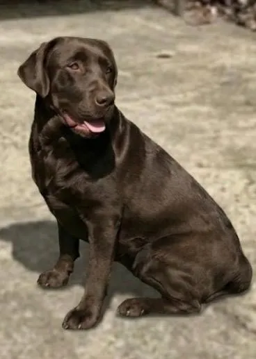 Cachorro raça Labrador idade 4 anos nome Serena