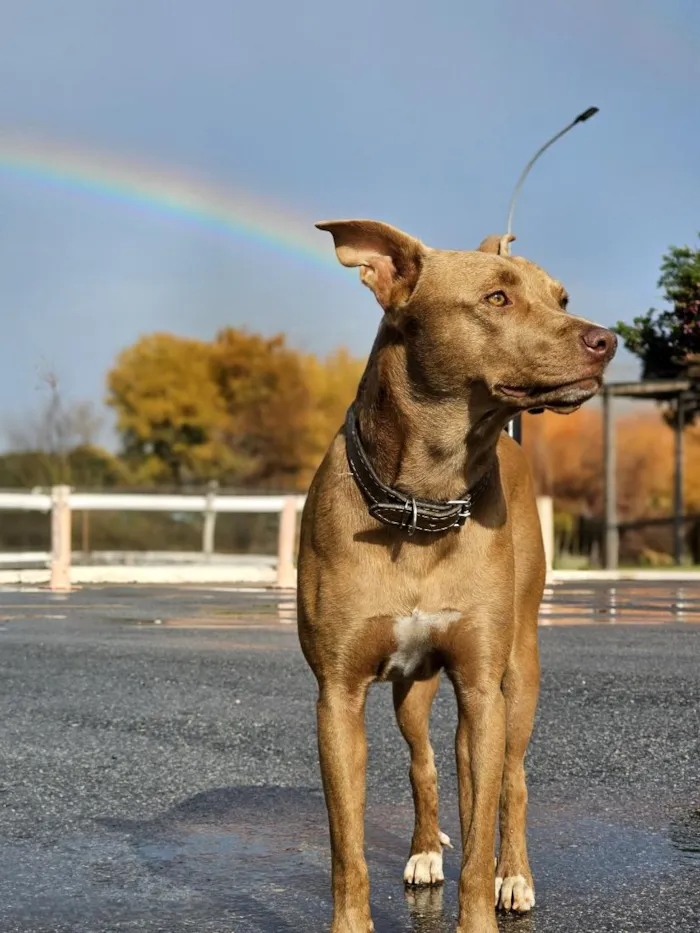 Cachorro raça SRD-ViraLata idade 5 anos nome Chocolate 