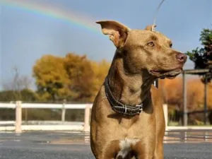 Cachorro raça SRD-ViraLata idade 5 anos nome Chocolate 