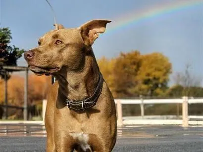 Cachorro raça SRD-ViraLata idade 5 anos nome Chocolate 