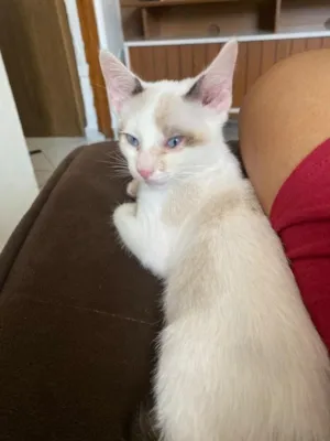 Gato raça SRD-ViraLata idade 2 a 6 meses nome Bento