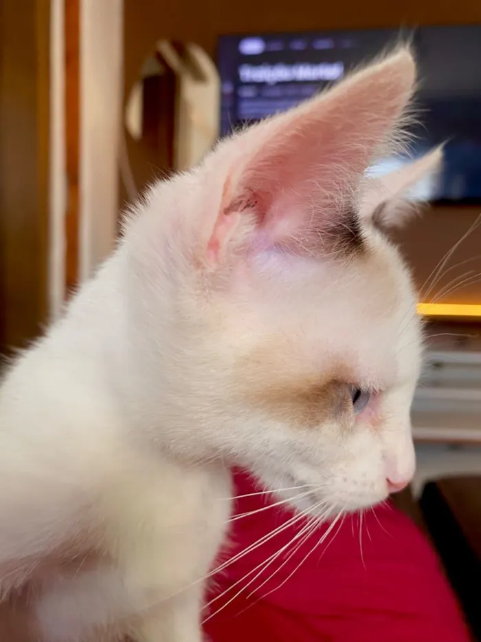 Gato raça SRD-ViraLata idade 2 a 6 meses nome Bento