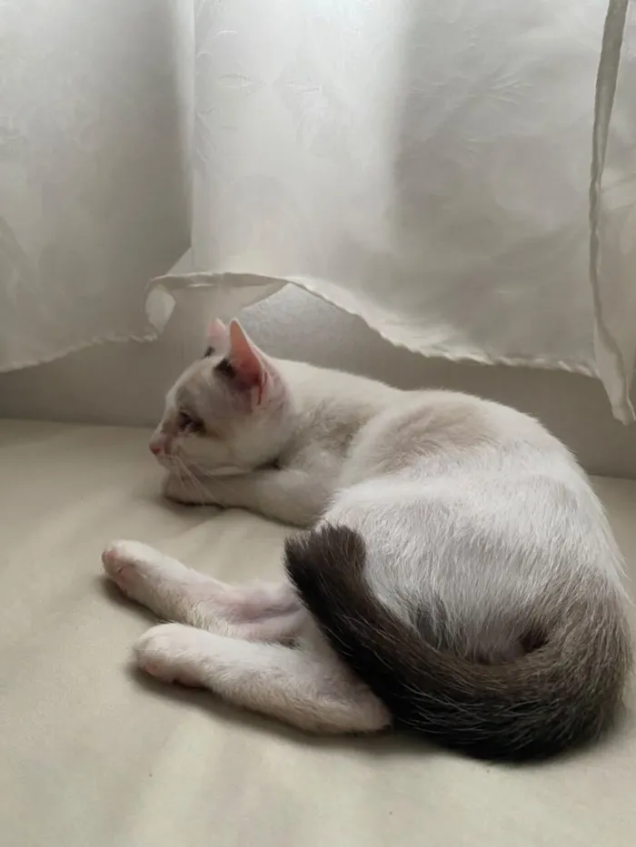 Gato raça SRD-ViraLata idade 2 a 6 meses nome Bento