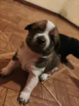 filhotinhos