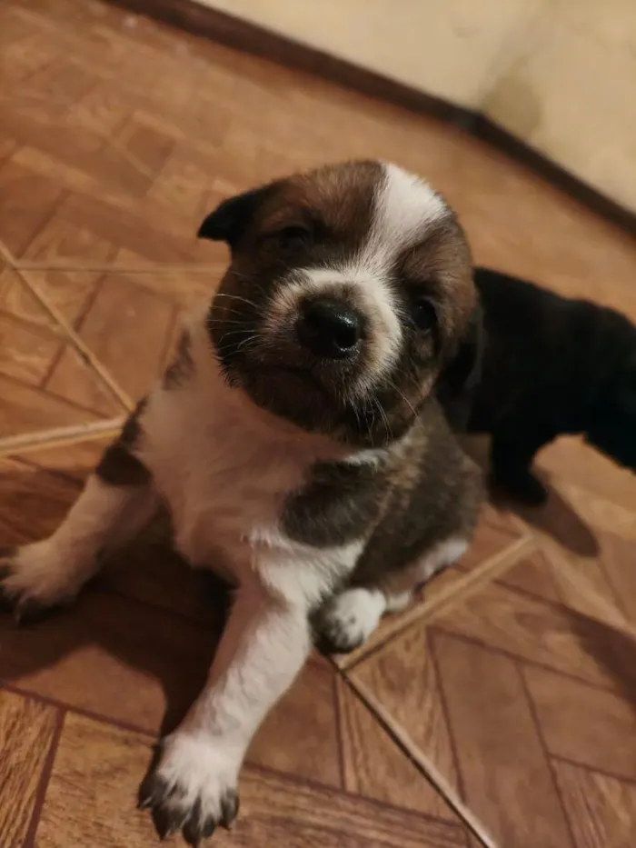 Cachorro raça Basset-Cofap idade Abaixo de 2 meses nome filhotinhos