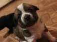 filhotinhos