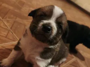 Cachorro raça Basset-Cofap idade Abaixo de 2 meses nome filhotinhos