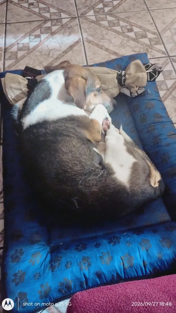 Cachorro raça SRD-ViraLata idade 6 ou mais anos nome Ted 