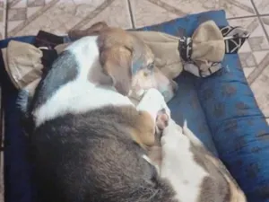Cachorro raça SRD-ViraLata idade 6 ou mais anos nome Ted 