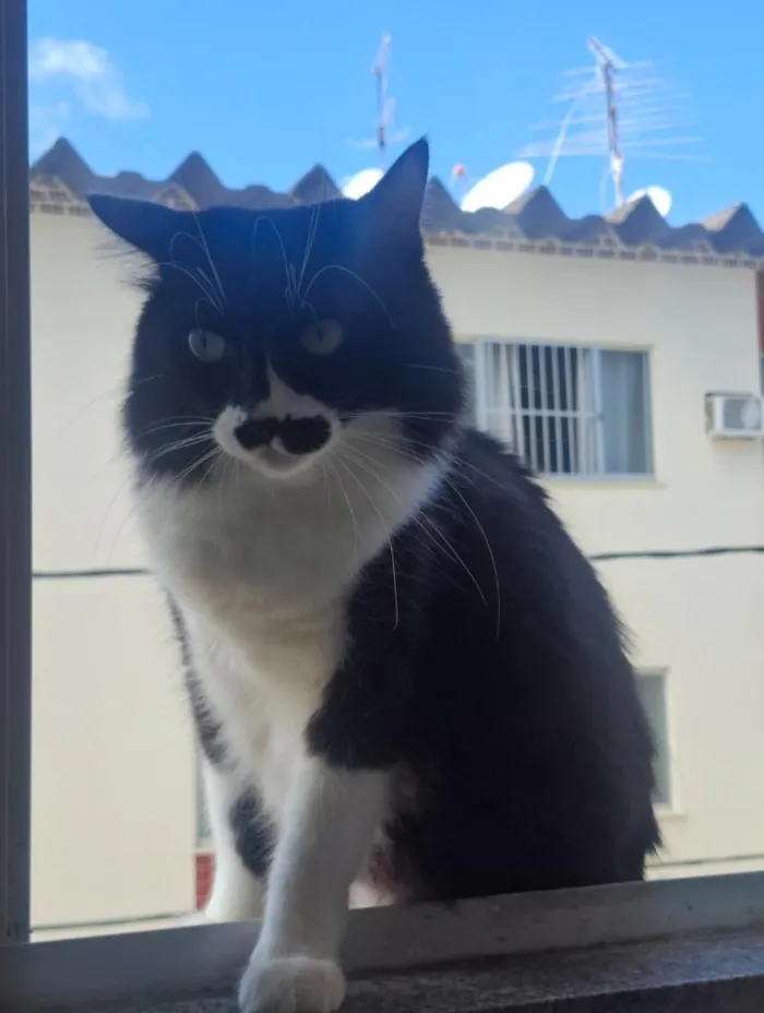 Gato raça SRD-ViraLata idade 6 ou mais anos nome Frajola