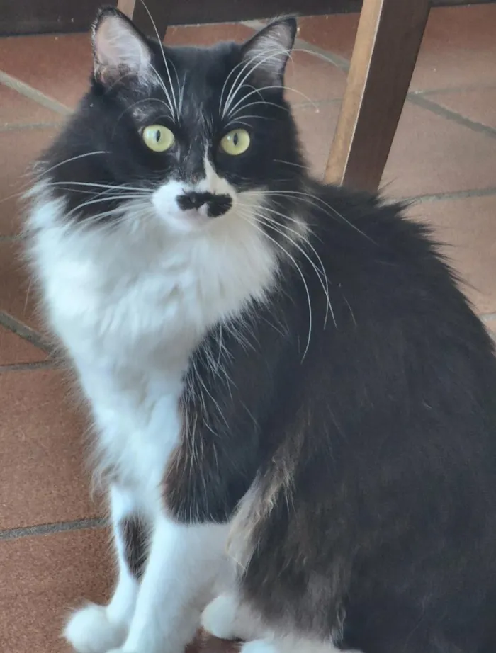Gato raça SRD-ViraLata idade 6 ou mais anos nome Frajola