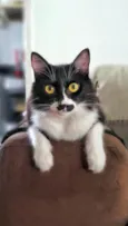 Frajola