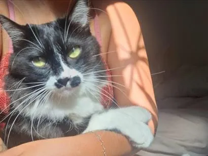 Gato raça SRD-ViraLata idade 6 ou mais anos nome Frajola