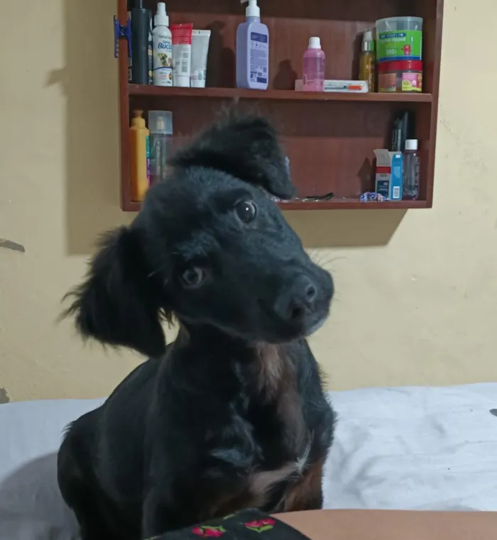 Cachorro raça SRD-ViraLata idade 2 a 6 meses nome kenai