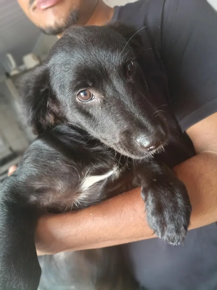 Cachorro raça SRD-ViraLata idade 2 a 6 meses nome kenai