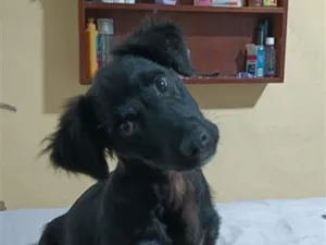 Cachorro raça SRD-ViraLata idade 2 a 6 meses nome kenai