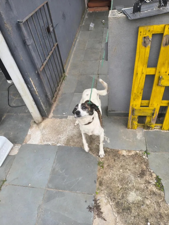 Cachorro raça SRD-ViraLata idade 6 ou mais anos nome Pipa 