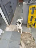 Pipa
