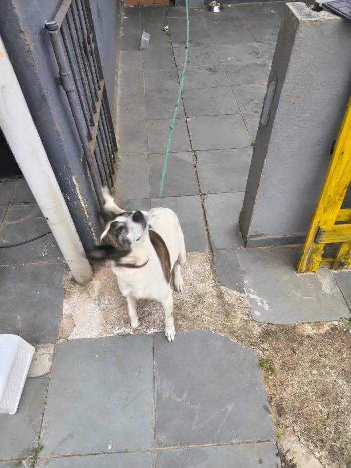 Cachorro raça SRD-ViraLata idade 6 ou mais anos nome Pipa 