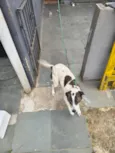 Pipa