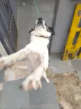 Pipa 