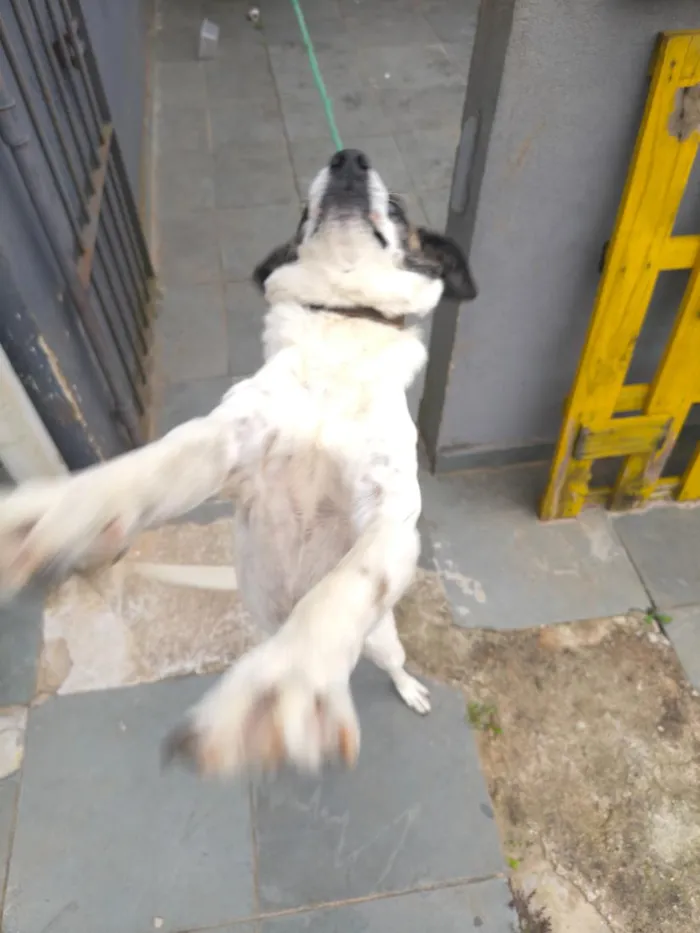 Cachorro raça SRD-ViraLata idade 6 ou mais anos nome Pipa 