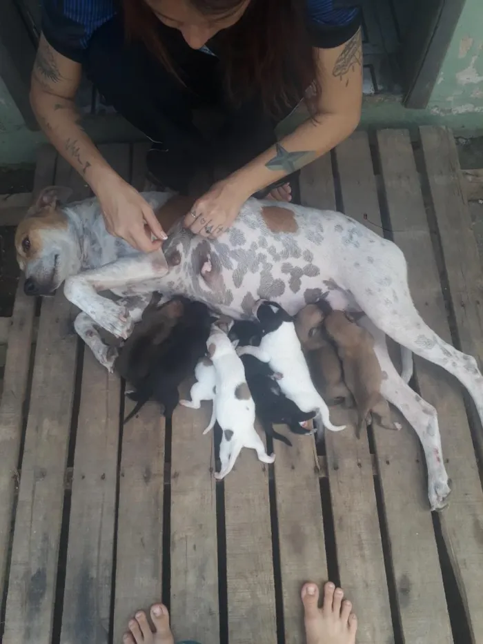 Cachorro raça SRD-ViraLata idade Abaixo de 2 meses nome Pudim 