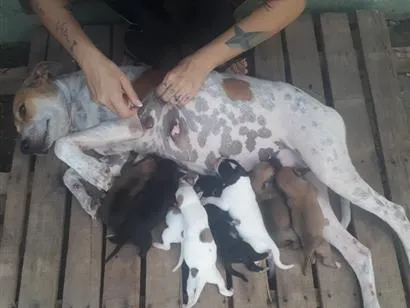 Cachorro raça SRD-ViraLata idade Abaixo de 2 meses nome Pudim 