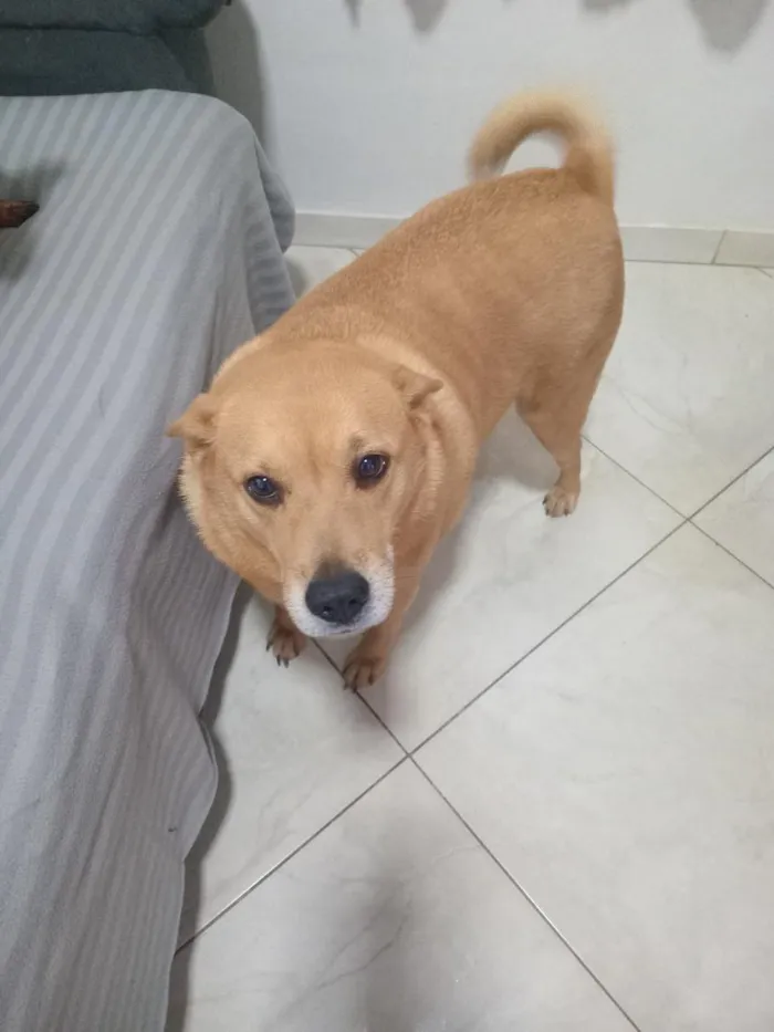 Cachorro raça SRD-ViraLata idade 3 anos nome jinx