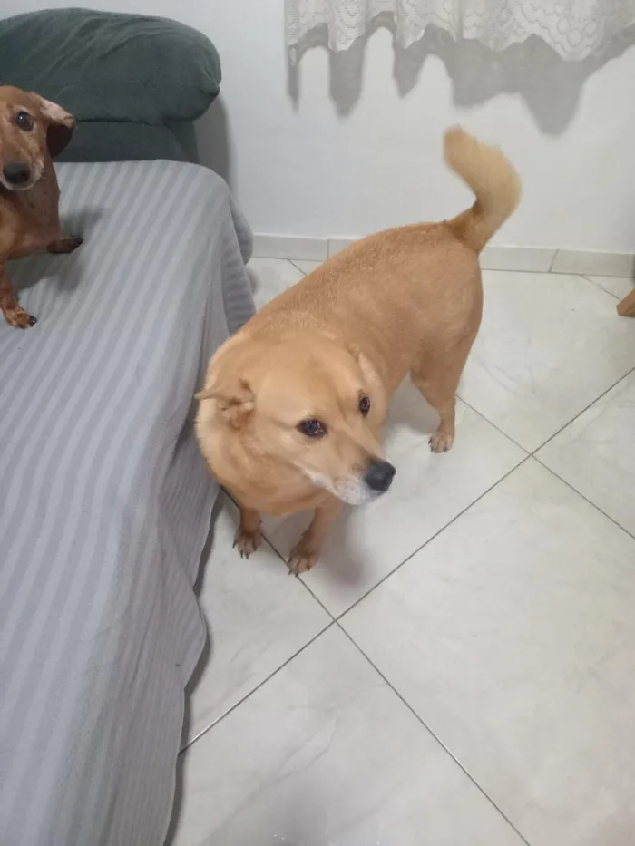 Cachorro raça SRD-ViraLata idade 3 anos nome jinx