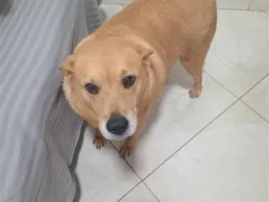 Cachorro raça SRD-ViraLata idade 3 anos nome jinx