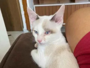 Gato raça SRD-ViraLata idade 2 a 6 meses nome Bento