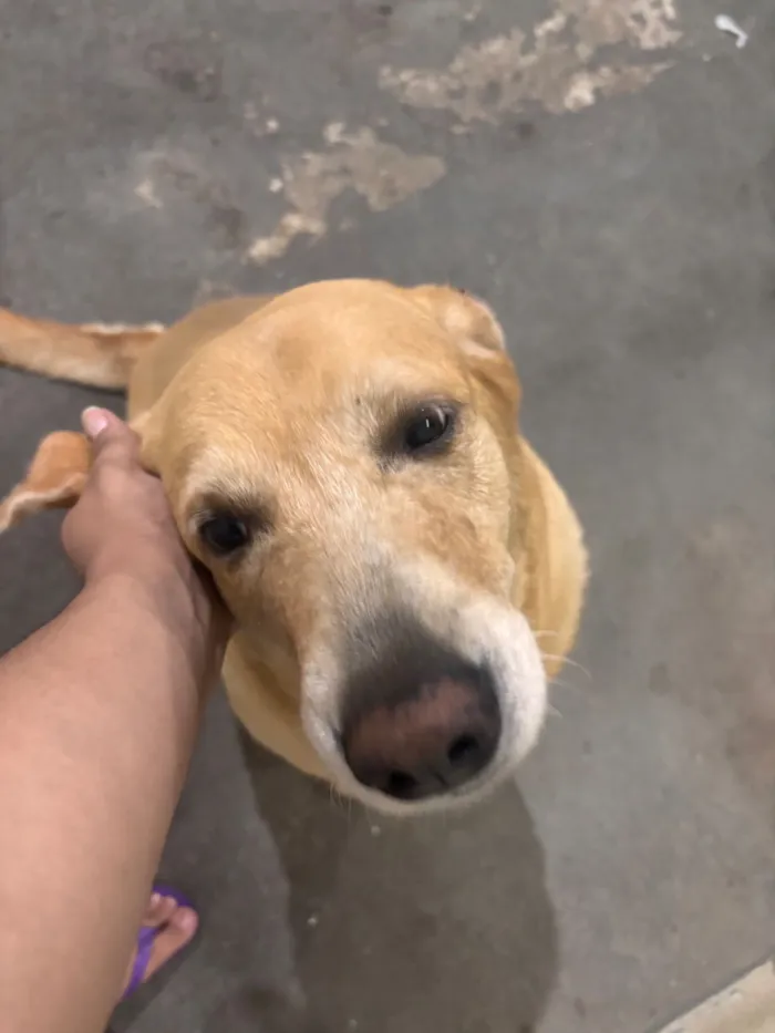 Cachorro raça SRD-ViraLata idade 6 ou mais anos nome Thor 