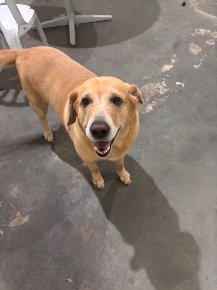 Cachorro raça SRD-ViraLata idade 6 ou mais anos nome Thor 