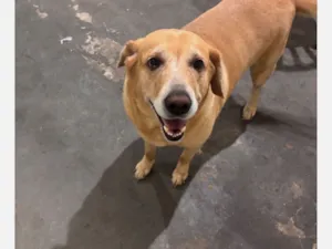 Cachorro raça SRD-ViraLata idade 6 ou mais anos nome Thor 