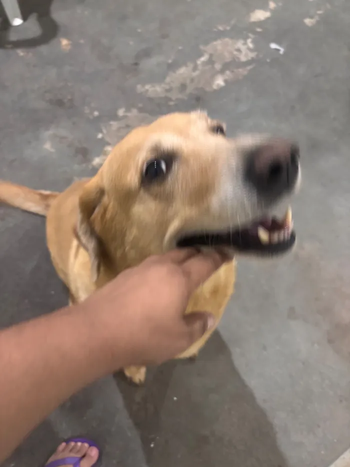 Cachorro raça SRD-ViraLata idade 6 ou mais anos nome Thor 