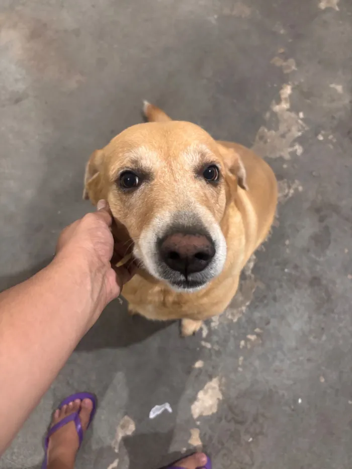 Cachorro raça SRD-ViraLata idade 6 ou mais anos nome Thor 