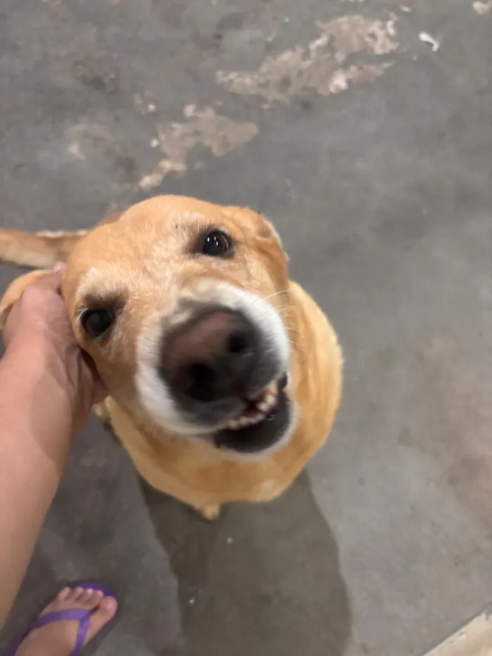 Cachorro raça SRD-ViraLata idade 6 ou mais anos nome Thor 