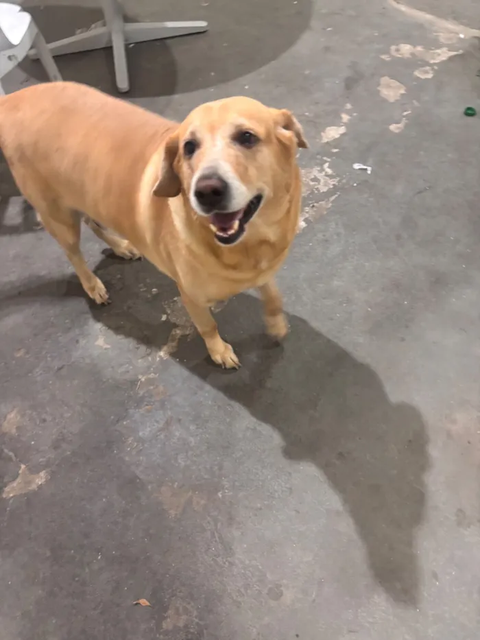 Cachorro raça SRD-ViraLata idade 6 ou mais anos nome Thor 