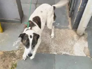 Cachorro raça SRD-ViraLata idade 6 ou mais anos nome Pipa 